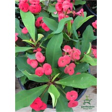 Formlu Kırmızı Renk Euphorbia Dikenler Tacı 20-25 cm