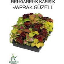Garden Box Yaprak Güzeli Çiçeği 4 Adet Saksılı 10-20 cm Kolyos