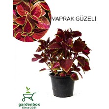 Koyu Renk Yaprak Güzeli 1 Adet Saksılı (Kolyoz)