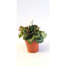 Garden Box Sıklamen, Cyclaemen, Tavşankulağı, Çiçekli Bitki Hediyelik Çiçek