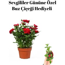 Garden Box Kadınlar Gününe Özel Kırmızı Renk Bodur Gül Fidanı Buz Çiçeği Hediyeli
