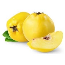 Tüplü Ege 22 Ayva Fidanı