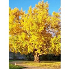 Mabet Ağacı Fidanı Ginkiloo Biloba 40 cm