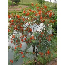Turuncu Sesbanya Sesbania Punicea Scarlet Wisteria 100 cm 4 Yaş Saksıda