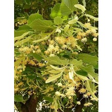 Ihlamur Fidanı Tilia Tomentosa Silver Linden 60 80 cm Açık Köklü