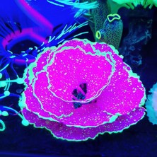 Huoxun Shop A Sarı Stil Akvaryum Yapay Bitki Süs Eşyaları Balık Tankı Peyzaj Dekorasyon Çiçek Şekilli Güzel Moda Dekorasyon - (Yurt Dışından)