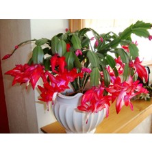 Tnc Yılbaşı Çiçeği – Schlumbergera