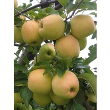 Elma Fidanı Golden Reinders 5 Yaş Saksıda