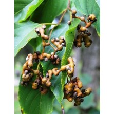 Fidanistanbul Japon Kuru Üzüm Ağacı Hovenia Dulcis 20 40 cm Saksıda