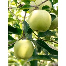 Fidanistanbul Elma Fidanı Golden Delicious 120 cm
