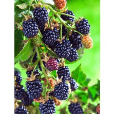 Fidanistanbul Böğürtlen Fidanı Rubus Fruticosus Triple Crown 100 120 cm Saksıda