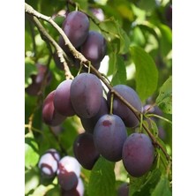 Erik Fidanı President 3 Yaş Saksıda