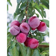 Erik Fidanı Santa Rosa 4 Yaş