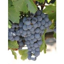 Fidanistanbul Asma Fidanı Malbec 3 Yaş Saksıda