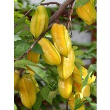 Fidanistanbul Aşılı Yıldız Meyvesi Fidanı Carambola 60 80 cm