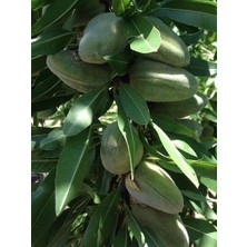 Fidanistanbul Badem Fidanı Ferraduel 4 Yaş 120 cm Saksıda