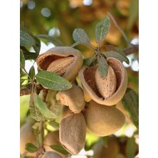 Badem Fidanı Teksas Texas Saksıda