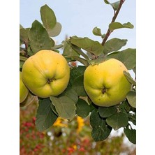 Ayva Fidanı Eşme 5 Yaş Saksıda