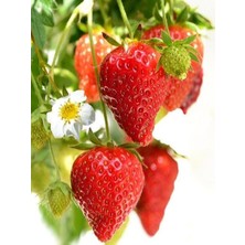 Fidanistanbul Çilek Fidesi Yediveren Çilek 3 Adet