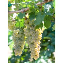 Asma Fidanı Erenköy Beyazı