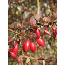 Berberis Fidanı Karamuk Fidanı Barberry Saksıda
