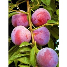 Erik Fidanı Formosa 3 4 Yaş Saksıda