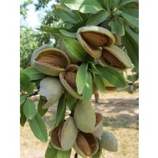 Badem Fidanı Cristomorto