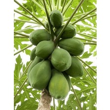 Fidanistanbul Papaya Fidanı Meleklerin Meyvesi Carica 60-100 cm Saksıda