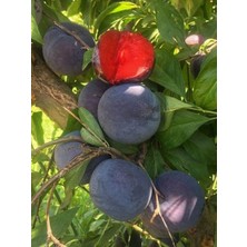 Erik Fidanı Black Splendor 4 Yaş Saksıda