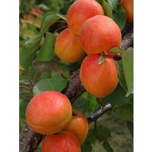 Kayısı Fidanı Malatya 5 Yaş Saksıda