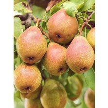 Armut Fidanı Margarite Marillat 3 Yaş Saksıda