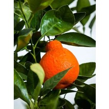 Fidanistanbul Mandalina Fidanı Citrus Tangelo Minneola 120 cm Saksıda