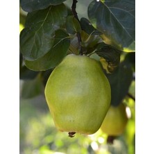 Fidanistanbul Ayva Fidanı Ege 22 5 6 Yaş 120 cm Saksıda
