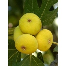 Fidanistanbul İncir Fidanı Aydın Sarı Lop 4 Yaş Saksıda