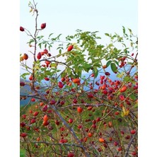 Dikenli Kuşburnu Fidanı Saksıda