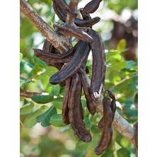 Keçiboynuzu Fidanı Ceratonia Siliqua 5 Yaş 120 cm Saksıda