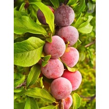 Erik Fidanı Laetitia 120 cm Saksıda