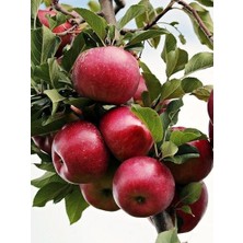 Fidanistanbul Elma Fidanı Galaval 120 cm 4 Yaş Saksıda