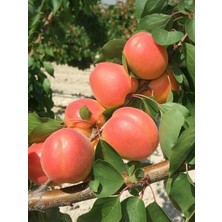 Kayısı Fidanı Mogador 120 cm Saksıda