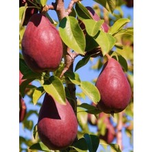 Fidanistanbul Armut Fidanı Red Williams 120 cm 3 Yaş Saksıda