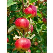 Fidanistanbul Elma Fidanı Amasya Misket 120 cm