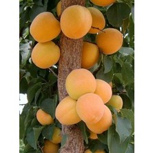 Kayısı Fidanı Ninfa 120 cm Saksıda