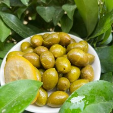 Ne Varsa Ege’de Var Yeşil Kırma Zeytin