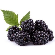 Böğürtlen Fidanı Promosyon Saksıda