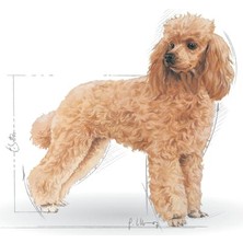 Royal Canin Poodle Adult 3 kg – Yetişkin Köpekler İçin Özel Mama