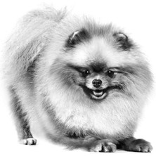 Royal Canın Bhn Pomeranın 1,5K