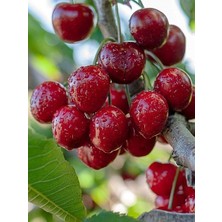 Kiraz Fidanı Stella 120 cm Açık Köklü