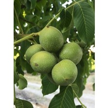 Ceviz Fidanı Kaman 1 60 cm Açık Köklü