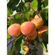 Kayısı Fidanı Şekerpare 120 cm Açık Köklü