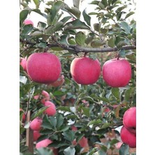 Fidanistanbul Elma Fidanı Fuji Kiku Açık Köklü 120 cm